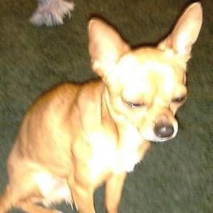 Meet your Posher, Albert